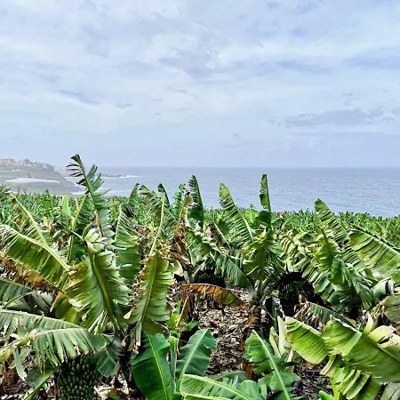 Banana Paradise La Orotava