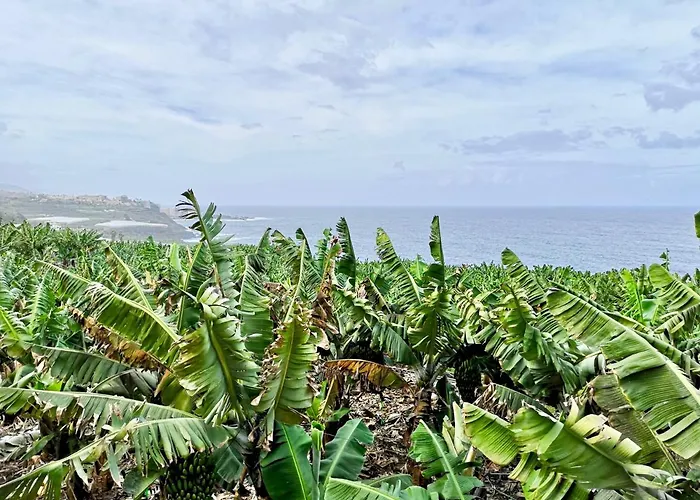 Banana Paradise Ля Оротава